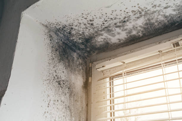 Affordable Mold Removal solutions in Simpson, PA